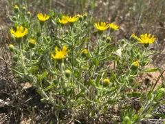 Heterotheca wisconsinensis thumbnail 3