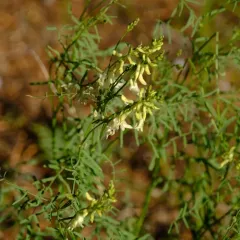 basalt milkvetch thumbnail 2