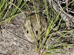 Olive-backed Pocket Mouse thumbnail 2