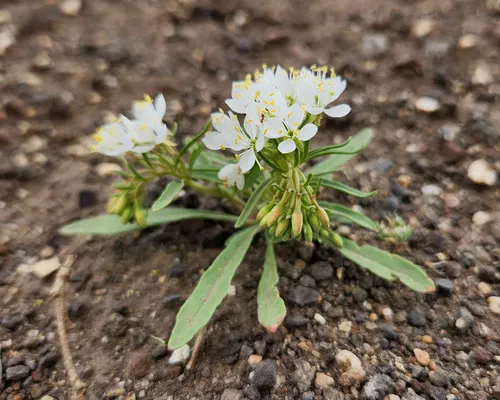 Booth's Evening Primrose