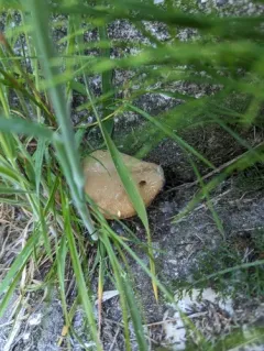 Xerocomellus salicicola thumbnail 3