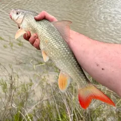Shorthead Redhorse thumbnail 3