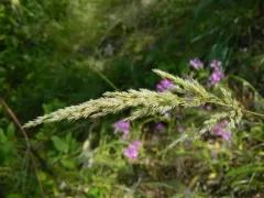 pine reed grass thumbnail 3