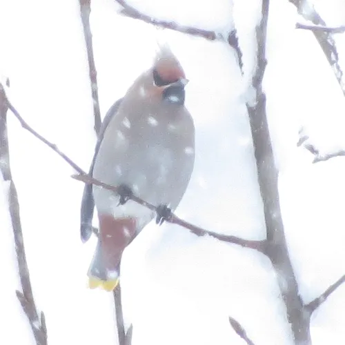 Bohemian Waxwing