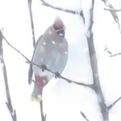 Bohemian Waxwing thumbnail 1