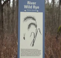 river wild rye thumbnail 2