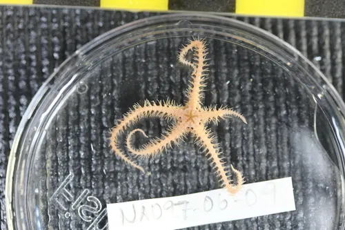 Little Ophiacanthid