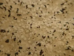 Varicellaria lactea thumbnail 3