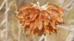 Thompson's clover thumbnail 2