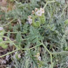 branching phacelia thumbnail 2