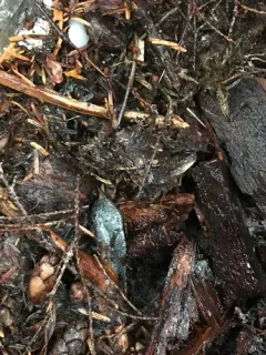 Malone Jumping-slug thumbnail 3