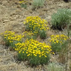 Desert Yellow Fleabane thumbnail 4