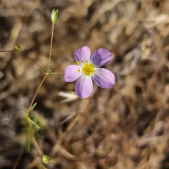 Flax-flowered Linanthus thumbnail 2