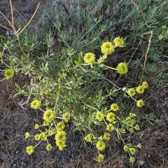 rock buckwheat thumbnail 3
