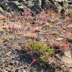 Spiny Fameflower thumbnail 3