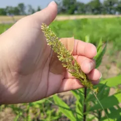 Prairie Junegrass thumbnail 3