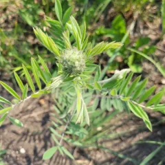 goat's rue thumbnail 3