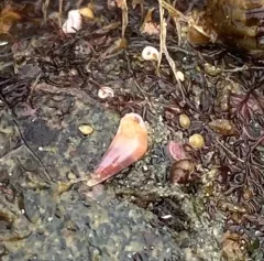 Melanella micans thumbnail 3