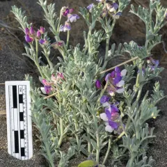 silky beach pea thumbnail 3