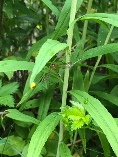 Tipula bicornis