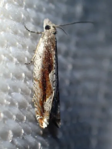 Ancylis goodelliana
