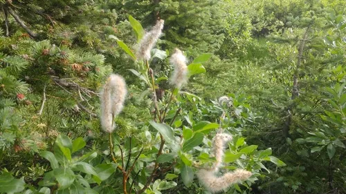 Tweedy's Willow