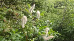 Tweedy's Willow thumbnail 1