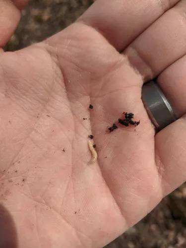 Slug Millipede