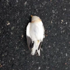 Snow Bunting thumbnail 4
