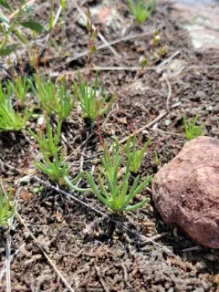 Rocky Mountain Fameflower thumbnail 3