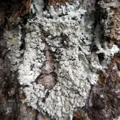 Powdery Axil-bristle Lichen thumbnail 3