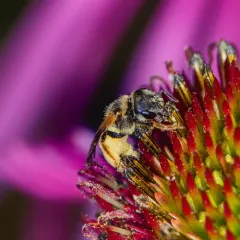Ligated Furrow Bee thumbnail 4