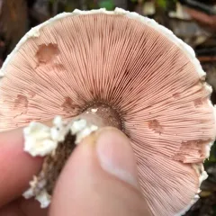 Wine-colored Agaricus thumbnail 1
