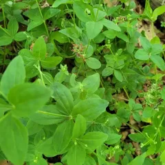 licorice bedstraw thumbnail 4