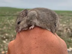 Northern Grasshopper Mouse thumbnail 2