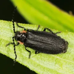Wide-horned Soldier Beetle thumbnail 3