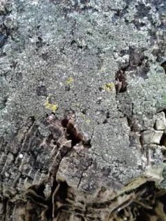 Board Lichen thumbnail 3