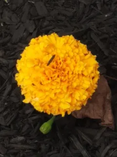 Mexican Marigold thumbnail 4