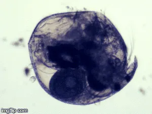 Common Ball Waterflea