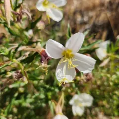 Pale Evening Primrose thumbnail 2