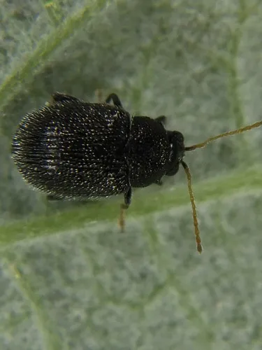 Eggplant Flea Beetle