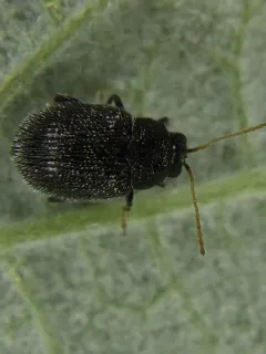 Eggplant Flea Beetle thumbnail 1