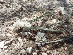 Simil Onion thumbnail 3
