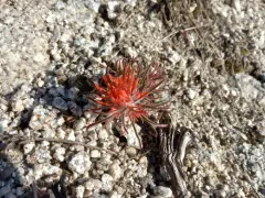 Coville's paintbrush thumbnail 2