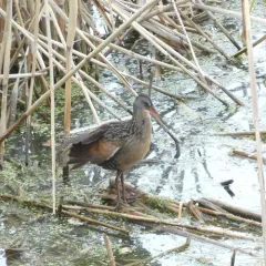 Virginia Rail thumbnail 3