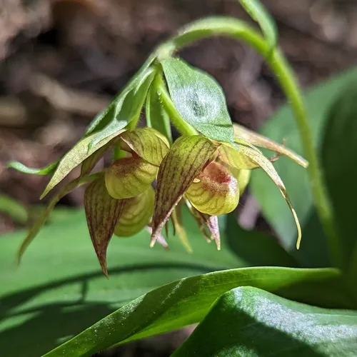 Clustered Lady's Slipper