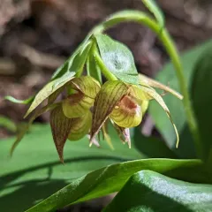 Clustered Lady's Slipper thumbnail 1
