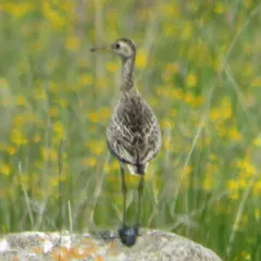 Upland Sandpiper thumbnail 4