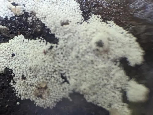 couscous crust
