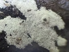 couscous crust thumbnail 1